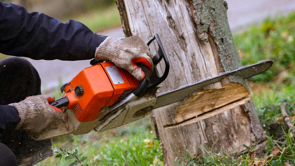 Tree Pruning & Felling