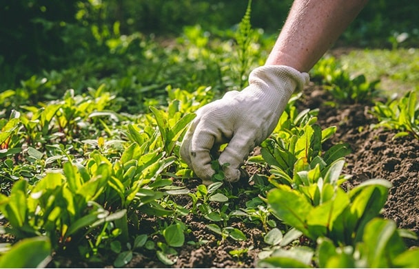 Weed Control Advice - Benefitz Gardening Services
