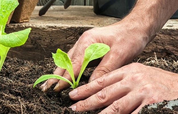 Garden Planting Services Bournemouth and Poole - Benefitz Gardening Services